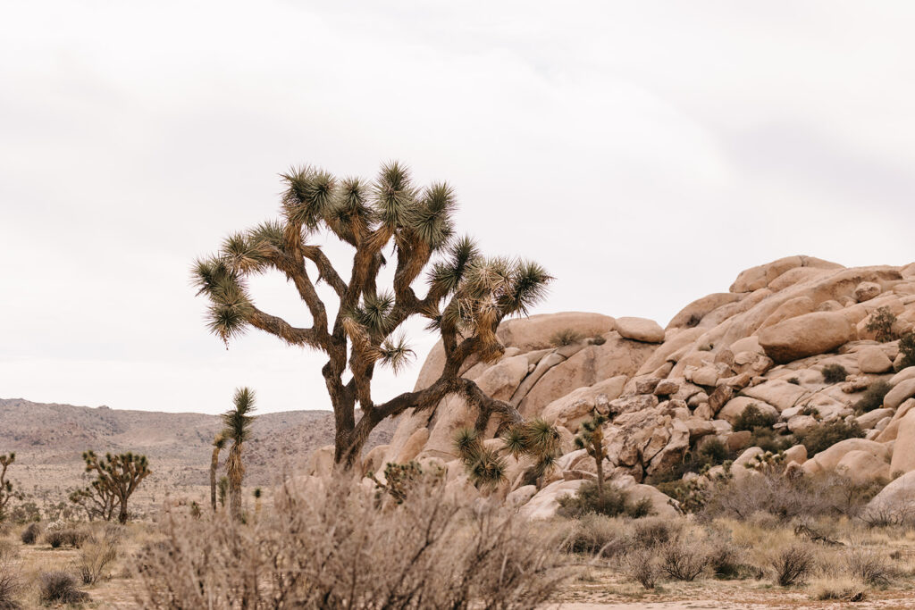 stunning picture of joshua tree